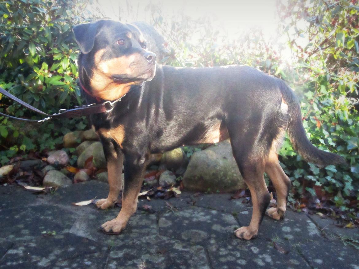 Rottweiler Kia - 25/11/2014 billede 23