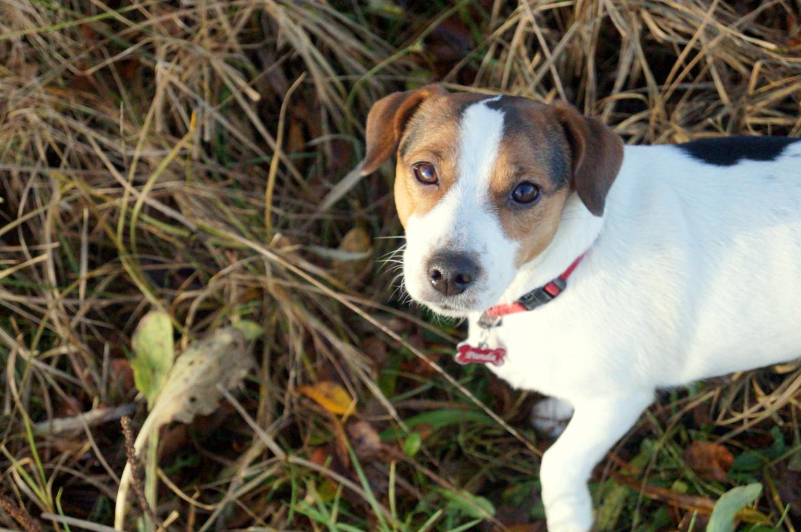 Jack russell terrier Panda billede 2