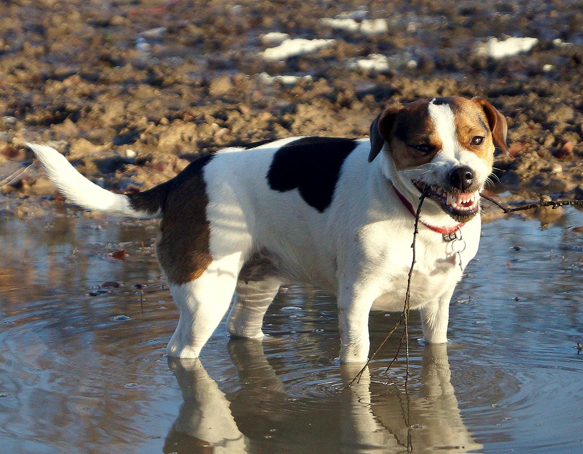 Jack russell terrier Panda billede 3