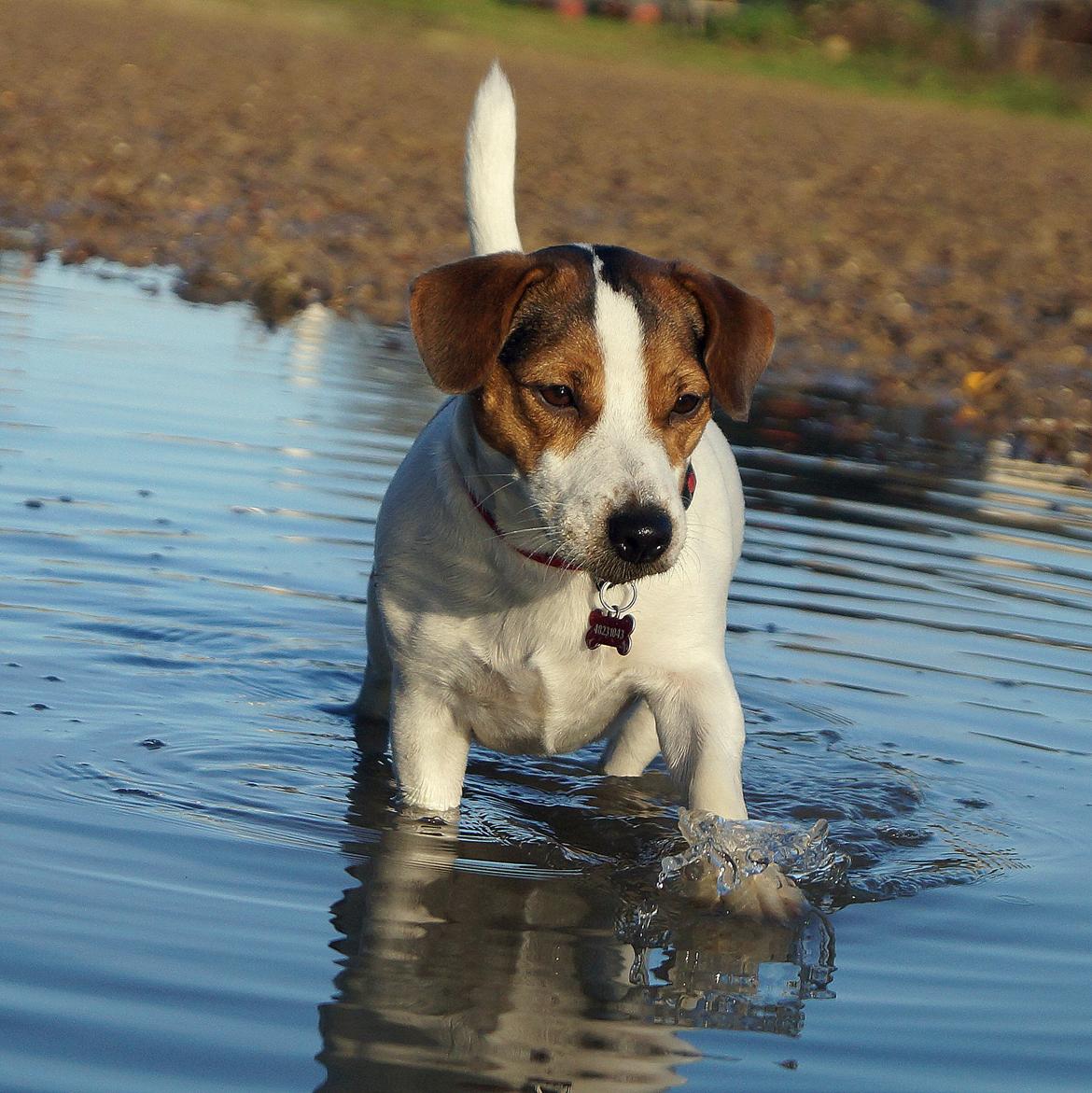 Jack russell terrier Panda billede 8