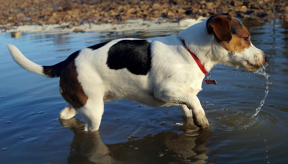 Jack russell terrier Panda billede 5