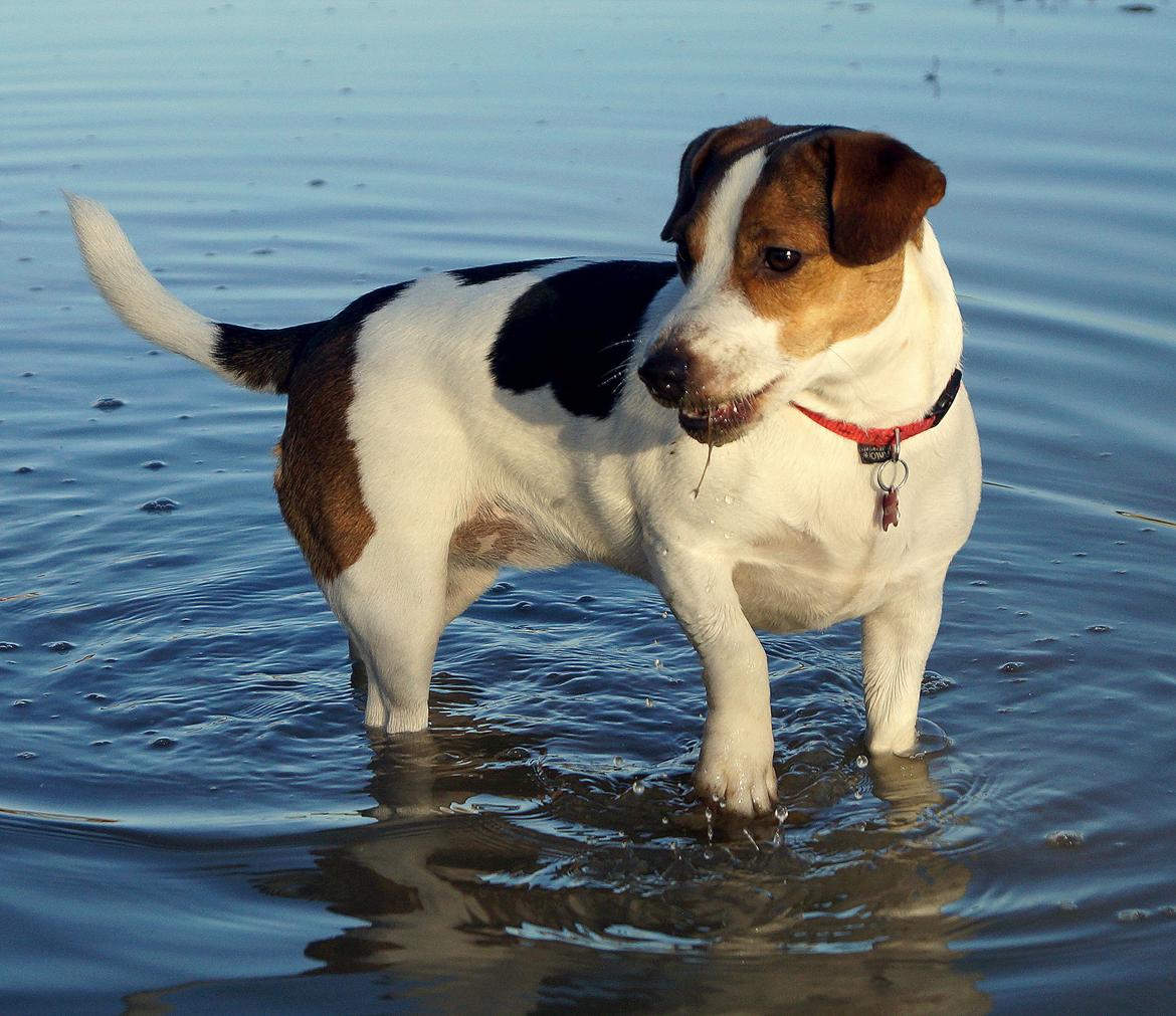 Jack russell terrier Panda billede 6