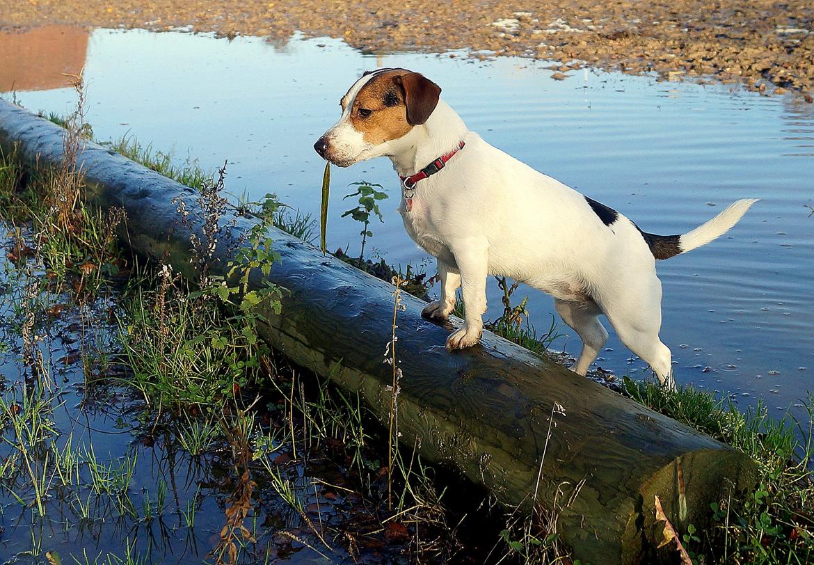 Jack russell terrier Panda billede 7