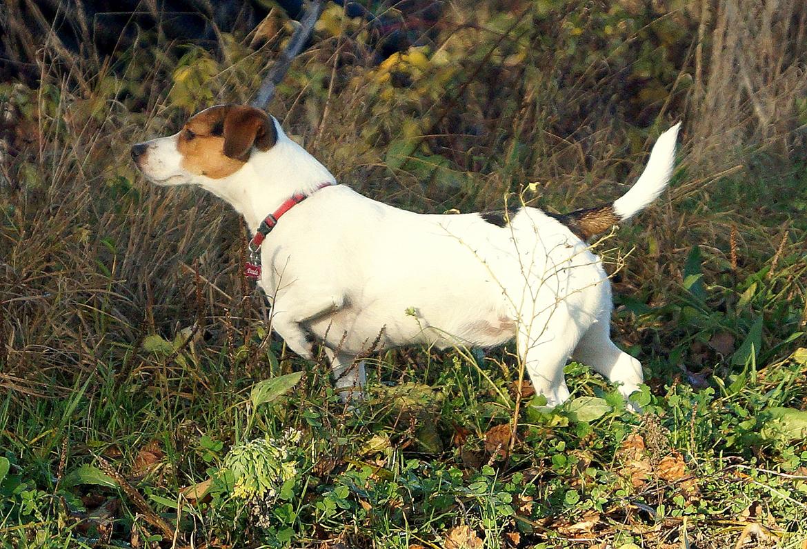 Jack russell terrier Panda billede 4