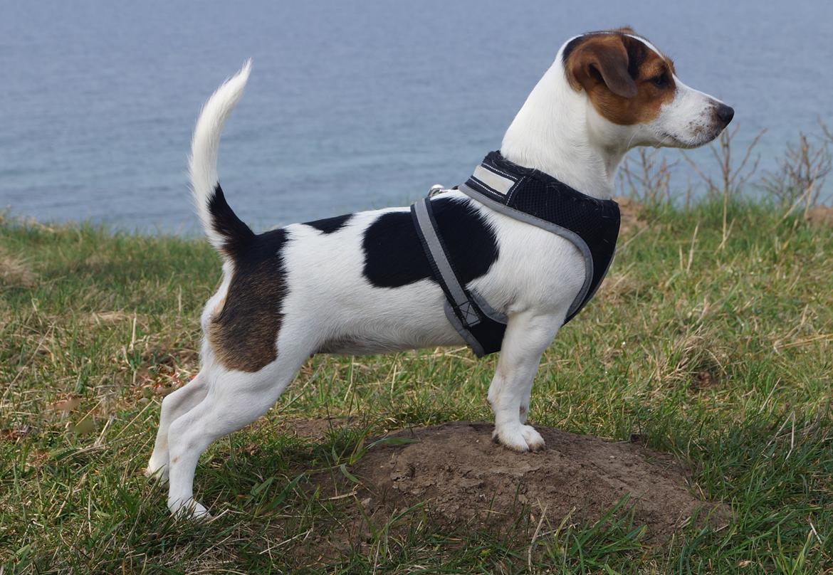 Jack russell terrier Panda billede 1