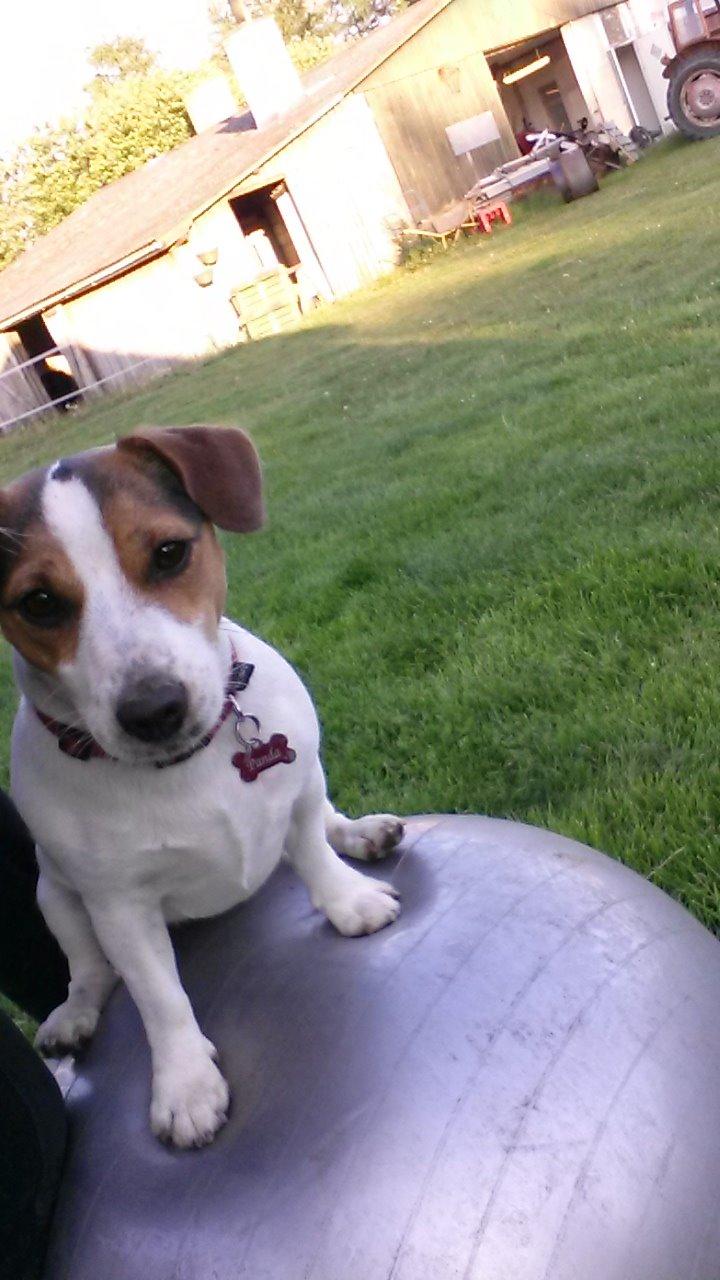 Jack russell terrier Panda billede 9