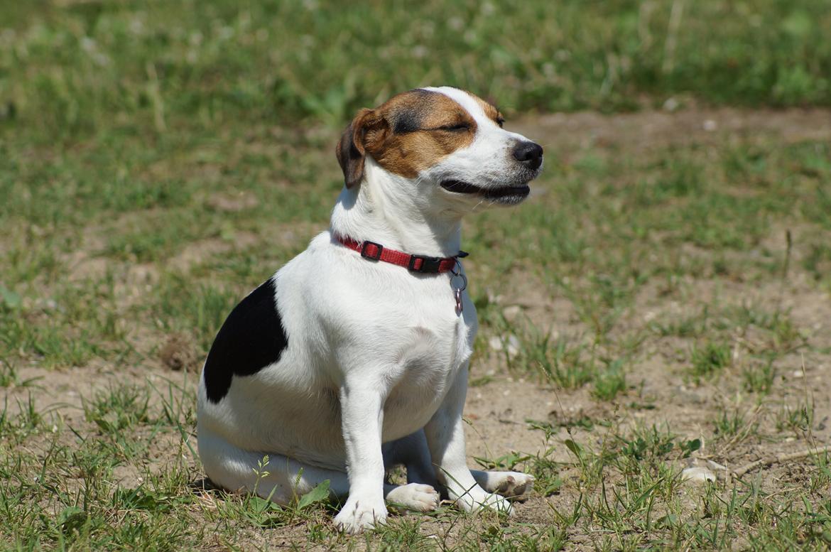 Jack russell terrier Panda - livs nyder billede 10