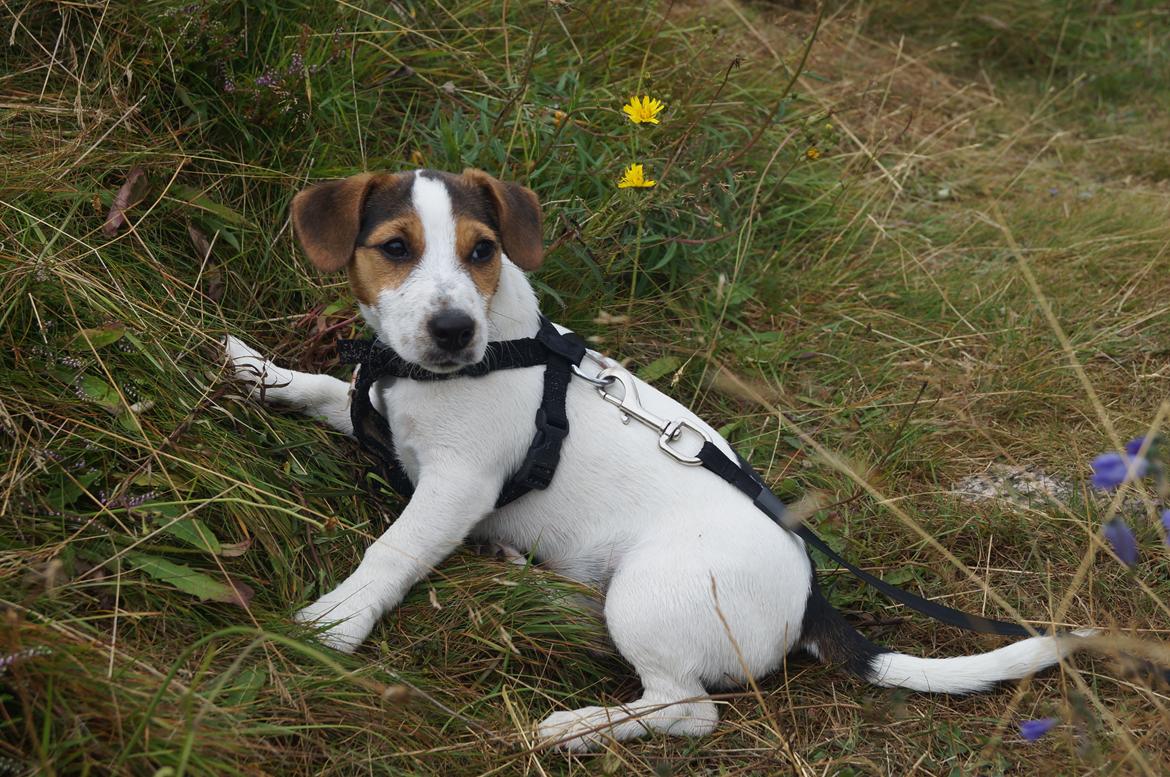 Jack russell terrier Panda billede 11