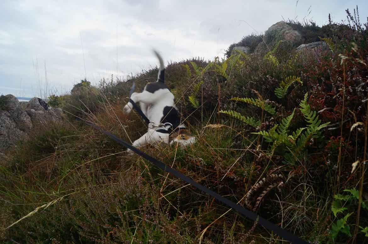 Jack russell terrier Panda - benene er ikke altid helt sikker på om de vil med xD billede 12