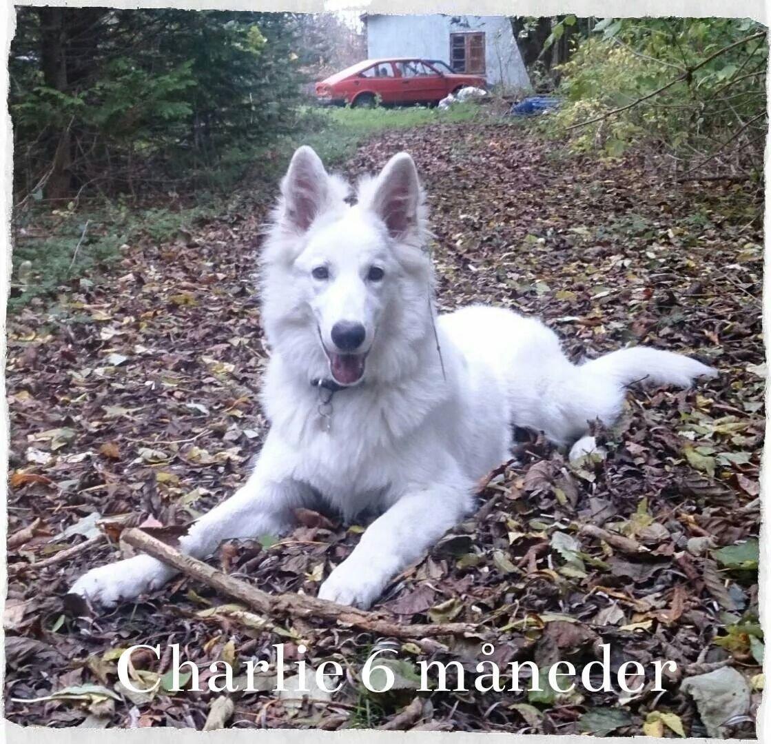 Hvid Schweizisk Hyrdehund charlie billede 22