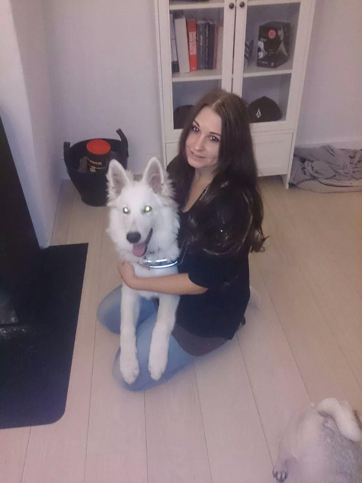 Hvid Schweizisk Hyrdehund charlie billede 23