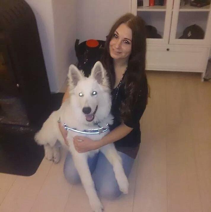 Hvid Schweizisk Hyrdehund charlie billede 24