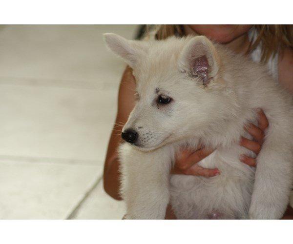 Hvid Schweizisk Hyrdehund charlie billede 25