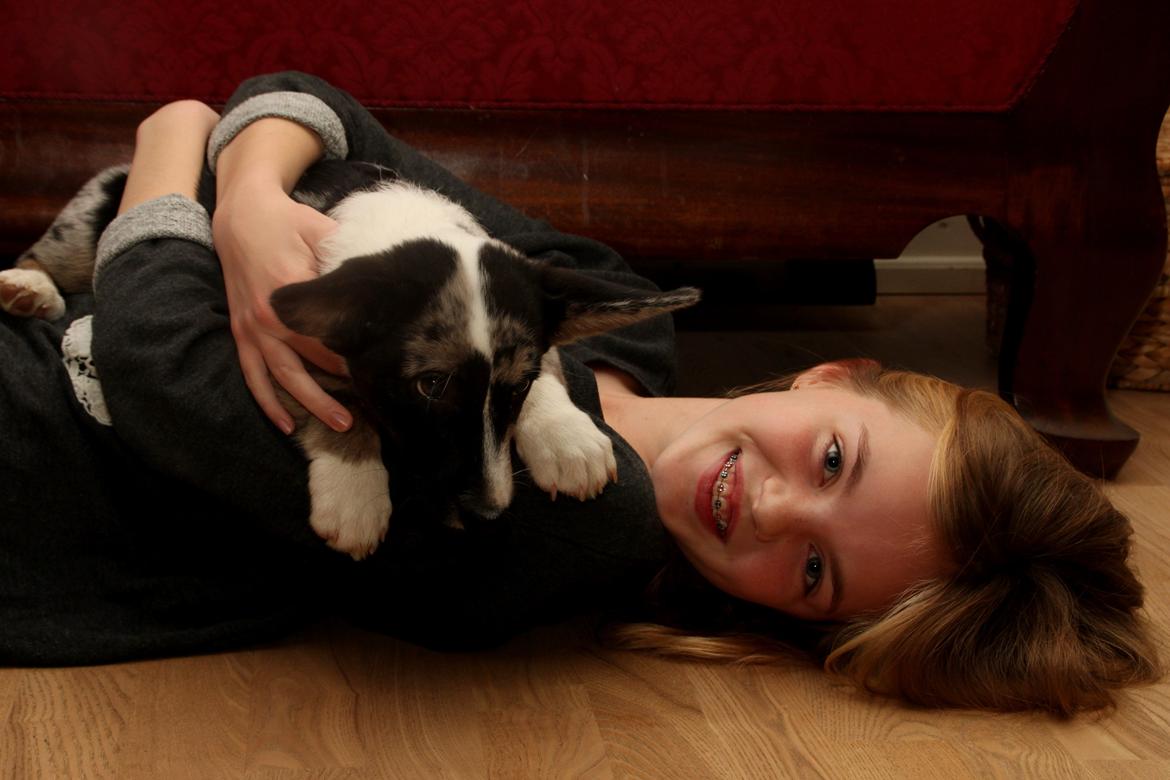 Welsh corgi cardigan Smarties Marcos - Modelfoto, Marcos og jeg (Signe)  :) Taget: 24. november 2014 billede 20