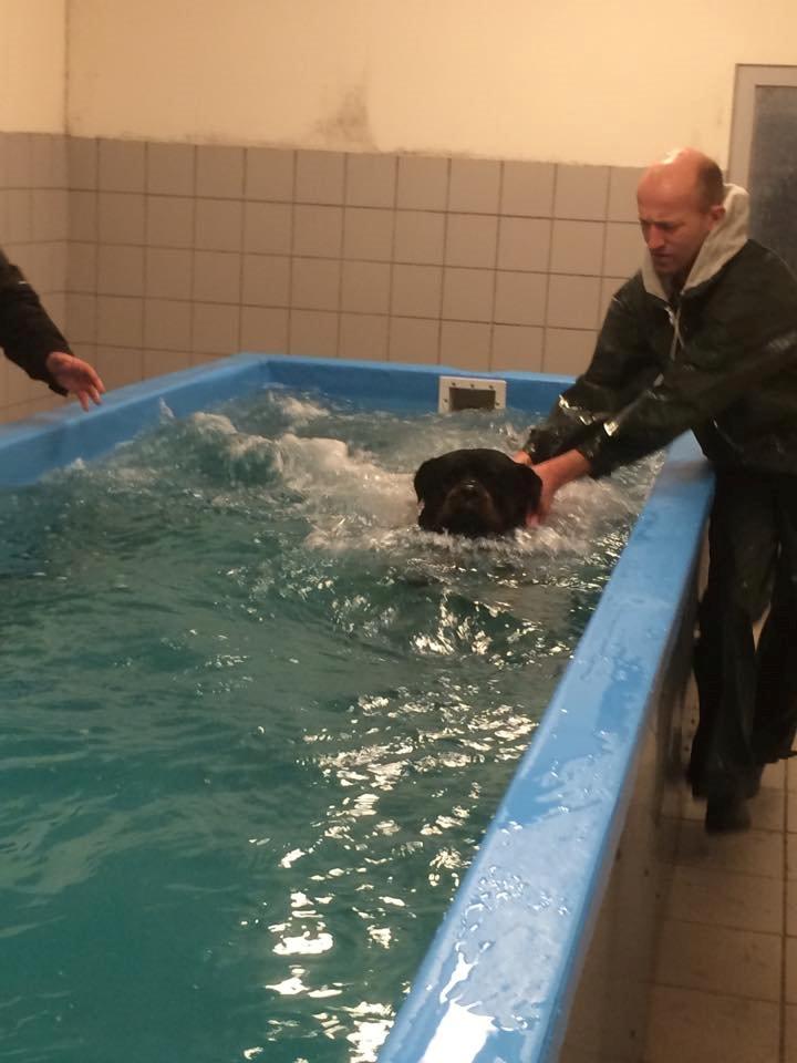 Rottweiler Vom Hause Desteny Loke - Loke til hundesvømning for første gang :) billede 21