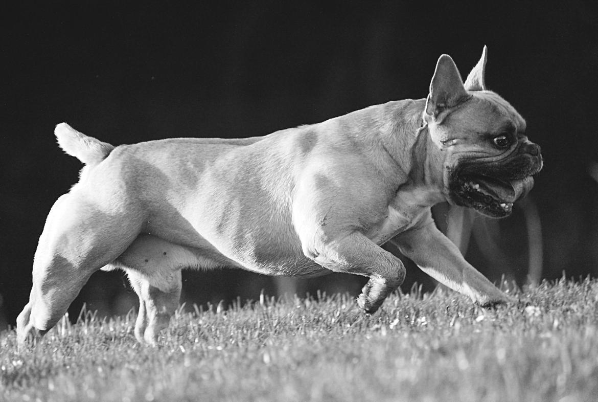 Fransk bulldog Mojo billede 22