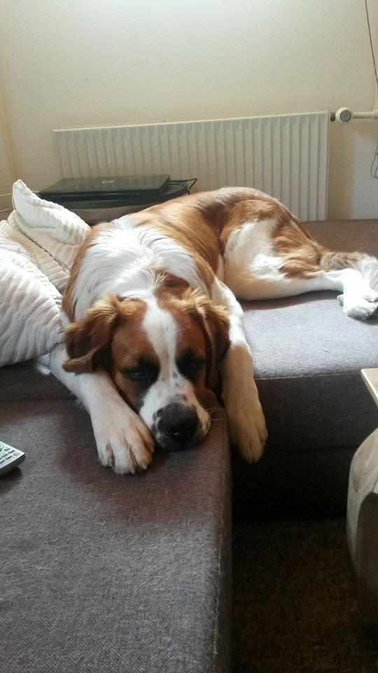 Blanding af racer Kenzo billede 2