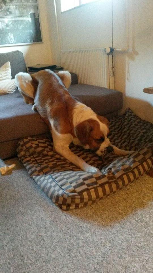 Blanding af racer Kenzo billede 3