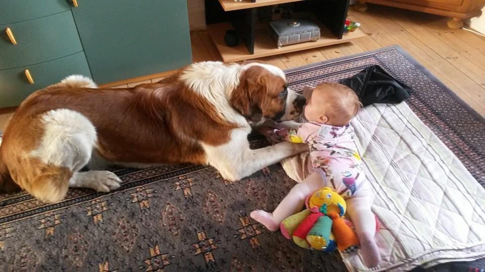 Blanding af racer Kenzo billede 4