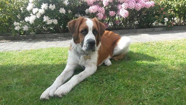 Blanding af racer Kenzo billede 1