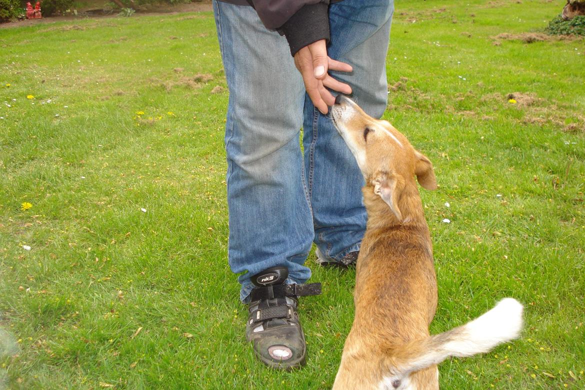 Blanding af racer Brandalarmen Anton - Anton og Jesper billede 9