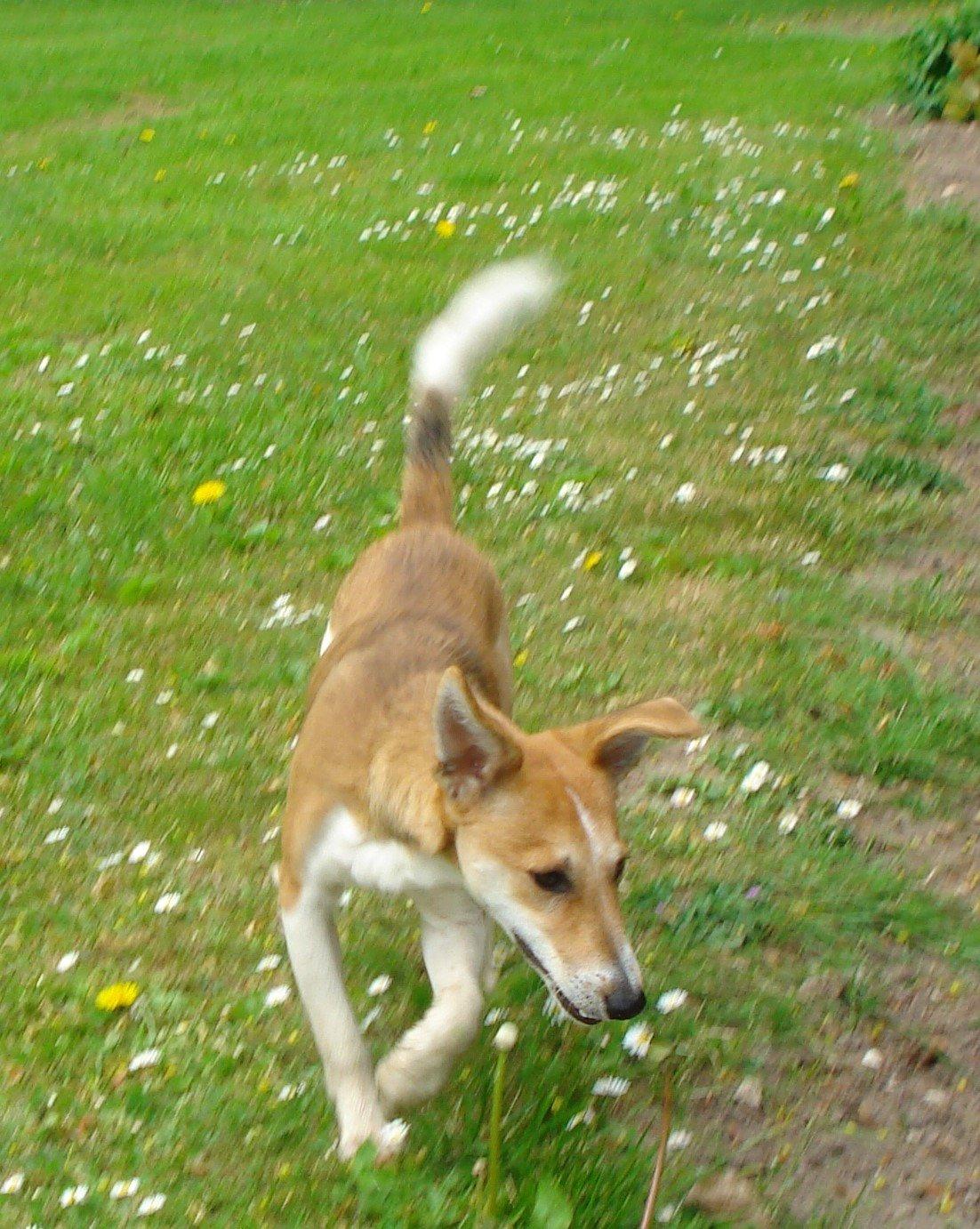 Blanding af racer Brandalarmen Anton billede 12