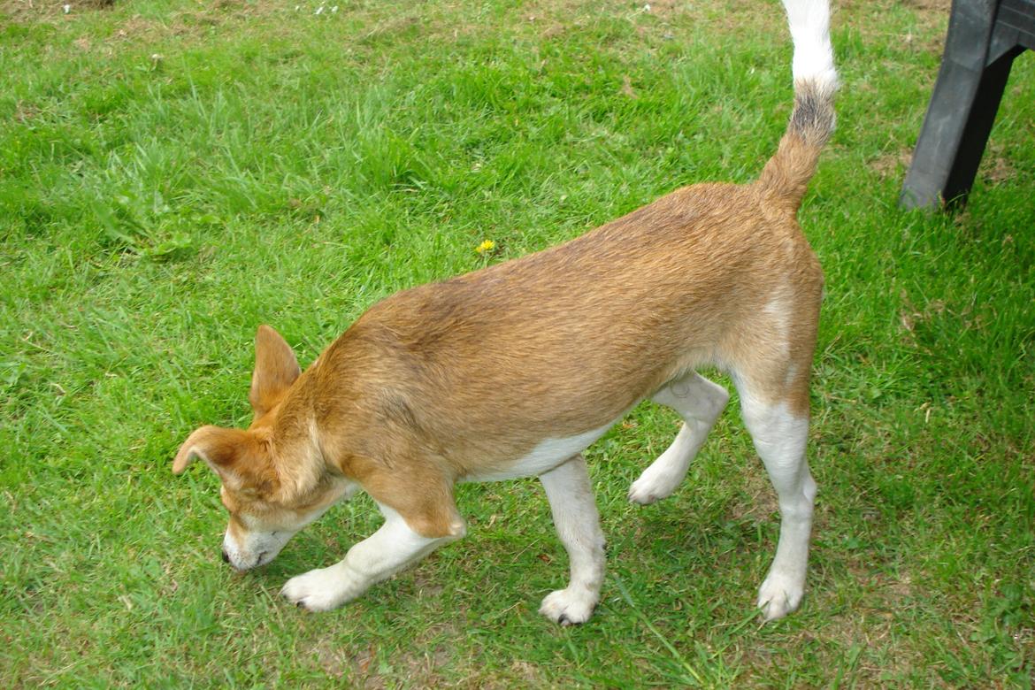 Blanding af racer Brandalarmen Anton billede 14