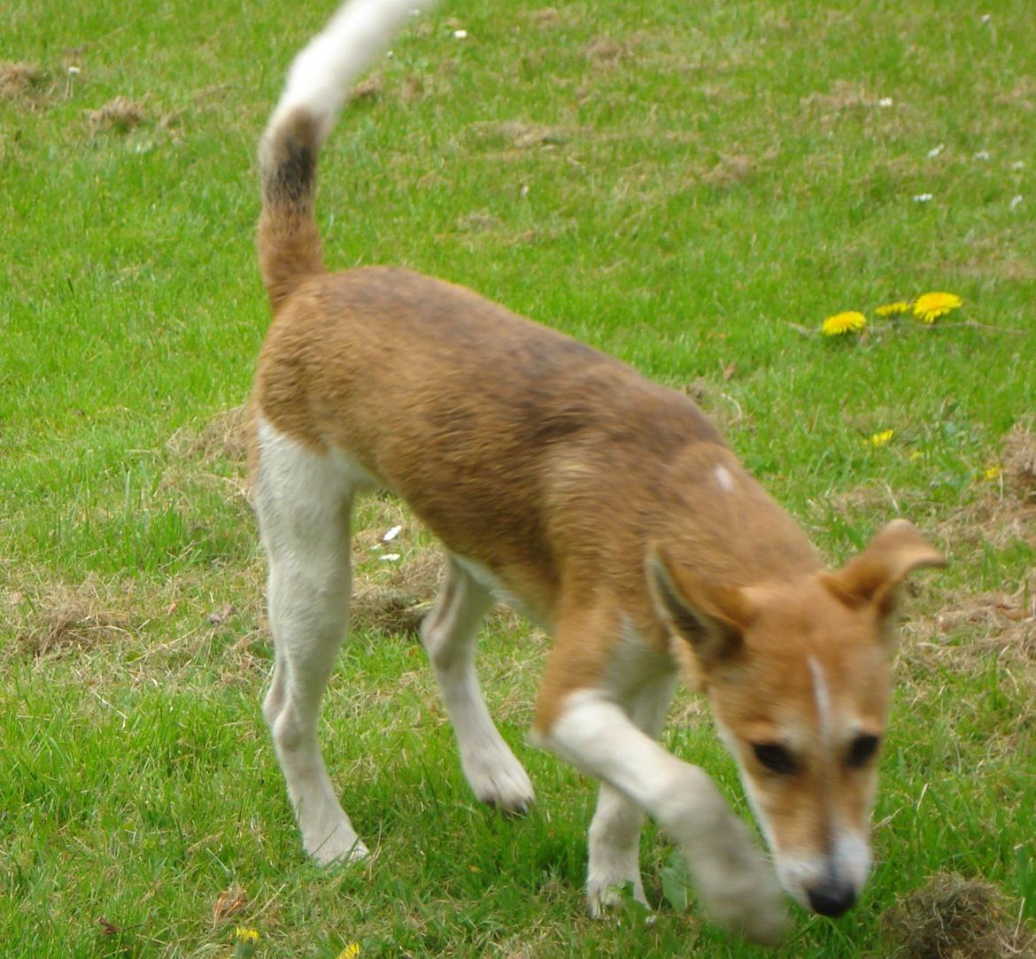 Blanding af racer Brandalarmen Anton billede 15