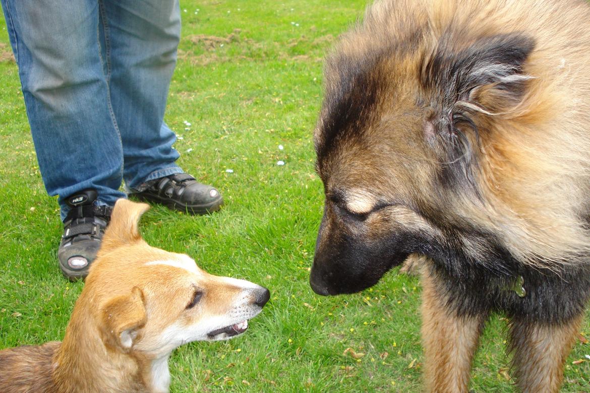 Blanding af racer Brandalarmen Anton - Dana og anton mødes for første gang billede 11