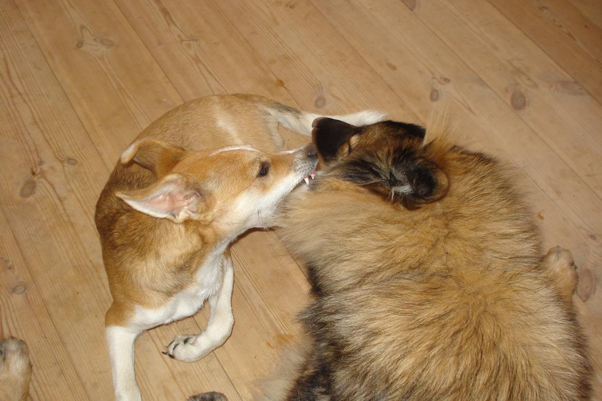 Blanding af racer Brandalarmen Anton billede 16