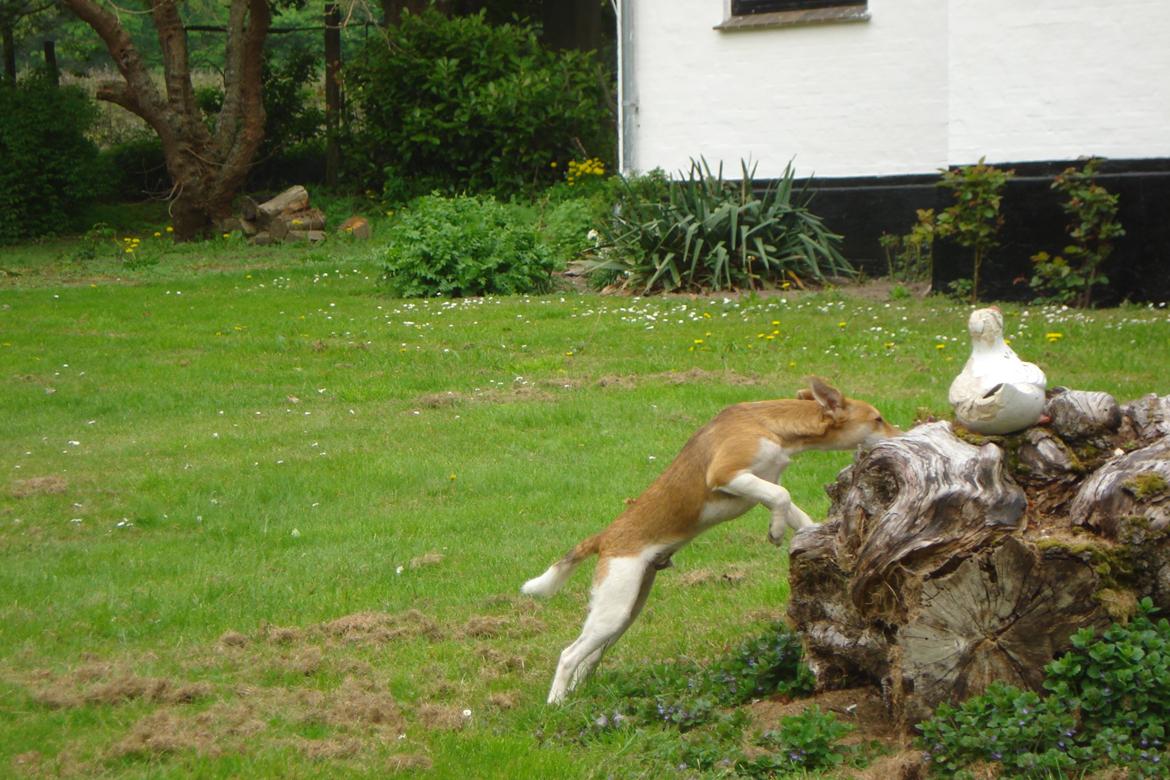 Blanding af racer Brandalarmen Anton billede 13