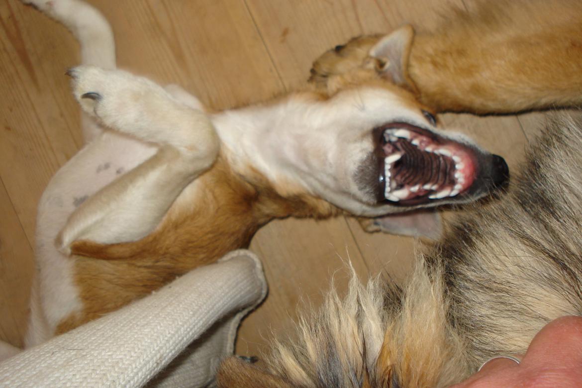 Blanding af racer Brandalarmen Anton billede 17