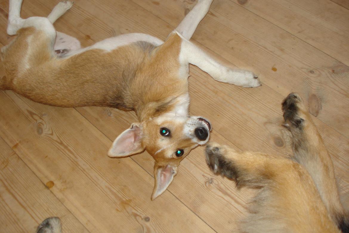 Blanding af racer Brandalarmen Anton billede 18