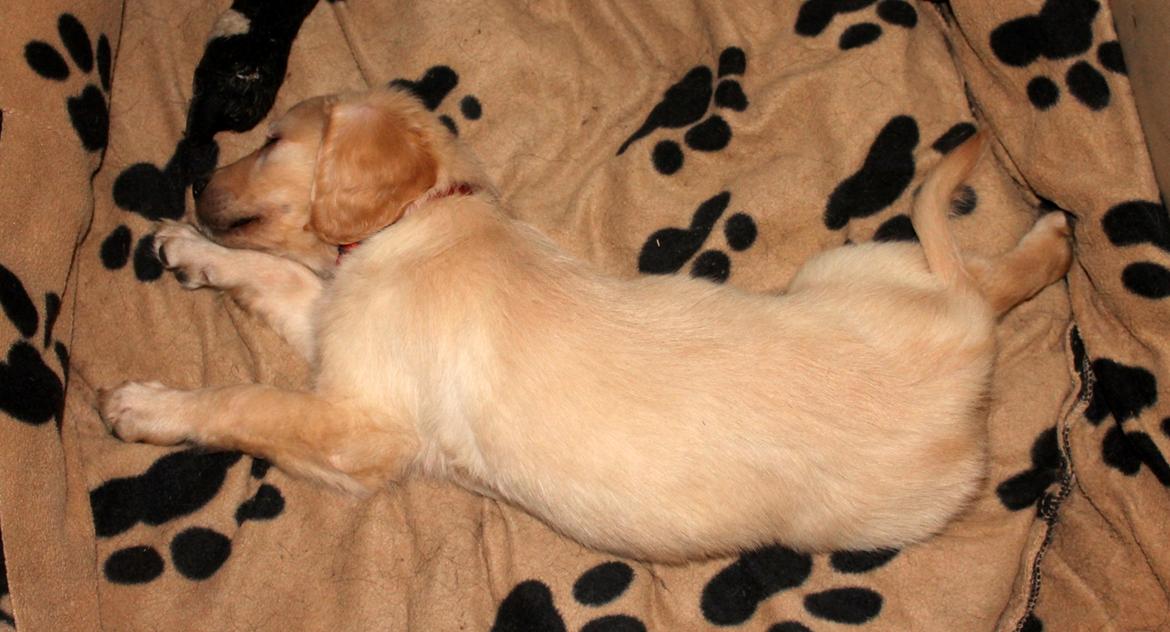 Golden retriever Zita billede 5
