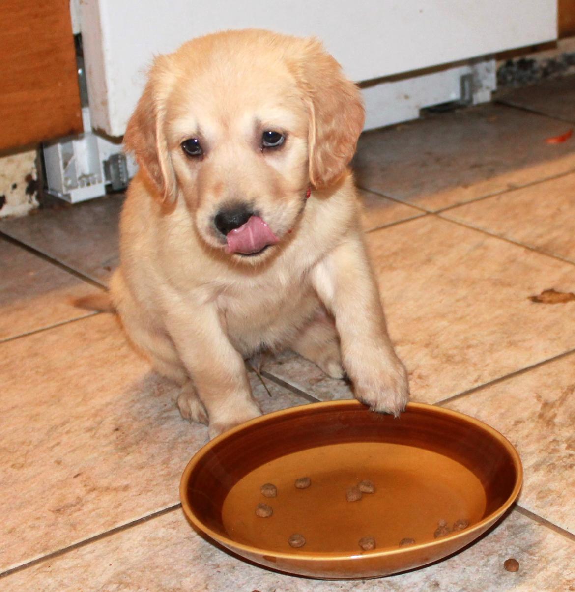 Golden retriever Zita billede 7