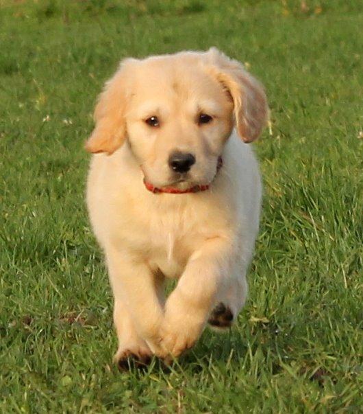 Golden retriever Zita billede 10