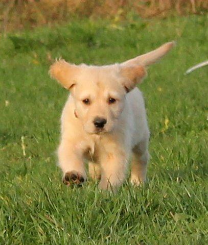 Golden retriever Zita billede 9
