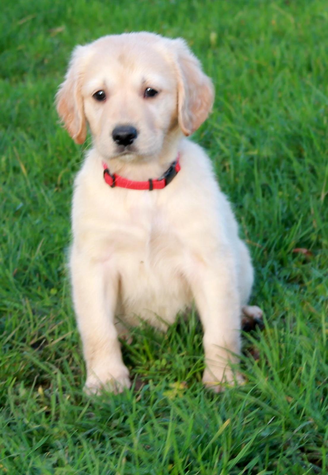 Golden retriever Zita billede 6