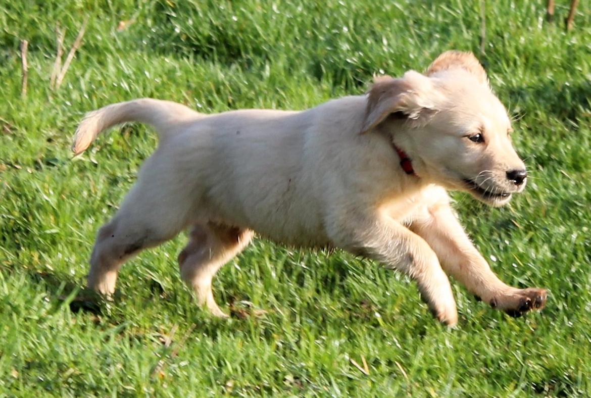 Golden retriever Zita billede 11