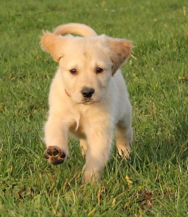 Golden retriever Zita billede 3