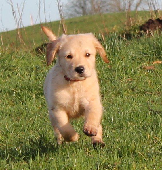 Golden retriever Zita billede 12