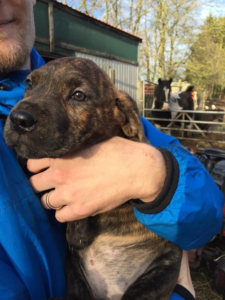 Blanding af racer Sif billede 32