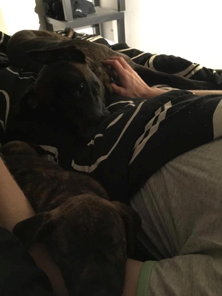 Blanding af racer Sif billede 35