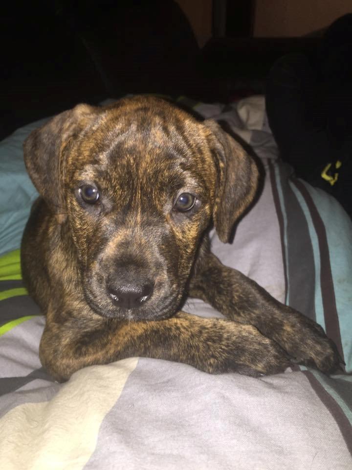 Blanding af racer Sif billede 33