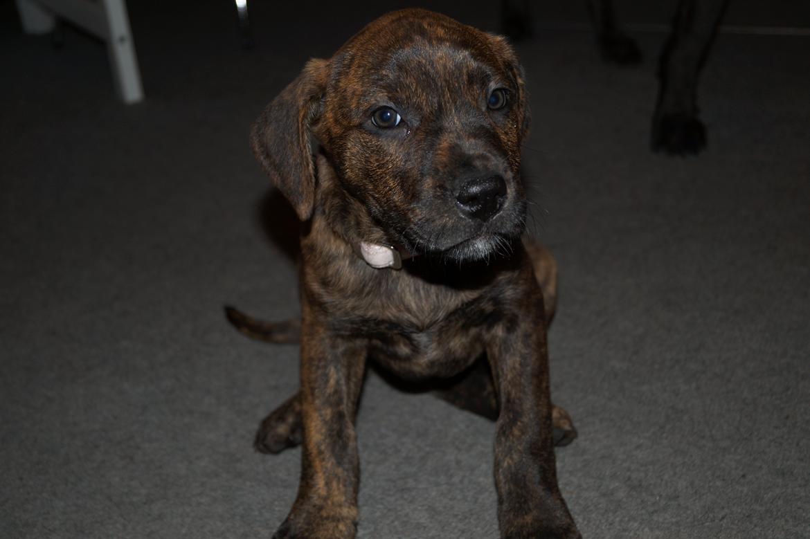 Blanding af racer Sif billede 30