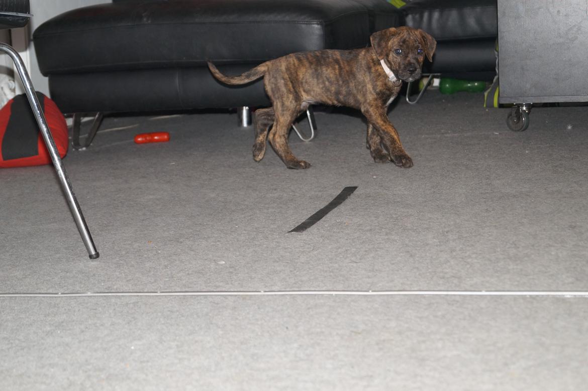 Blanding af racer Sif billede 37