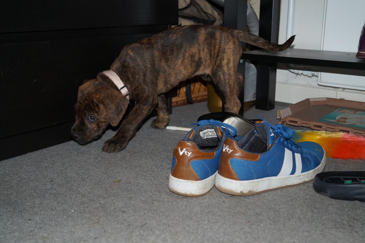 Blanding af racer Sif billede 38