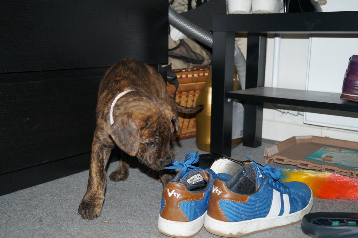 Blanding af racer Sif billede 39