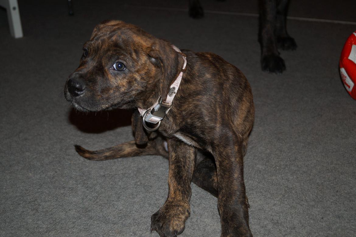 Blanding af racer Sif billede 36