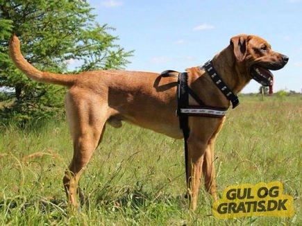 Blanding af racer Sif - Far billede 40